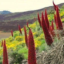 Echium wildpretii - Tower of Jewels