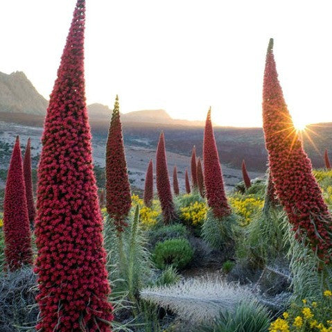 Echium wildpretii - Tower of Jewels