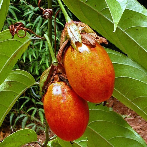 Passiflora ambigua - Granadilla de Monte