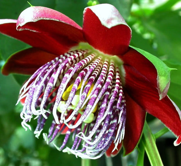 Passiflora ambigua - Granadilla de Monte