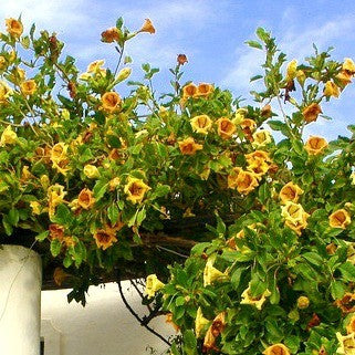 Solandra grandiflora - Chalice Vine