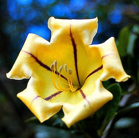 Solandra grandiflora - Chalice Vine
