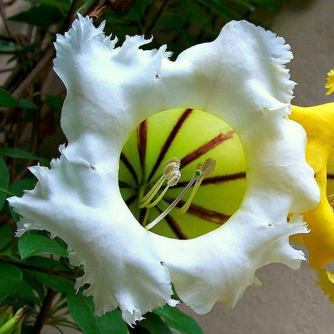 Solandra grandiflora  Cup of Gold Vine