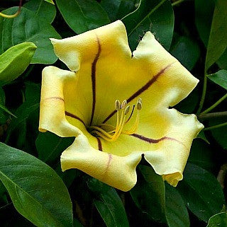 Solandra grandiflora - Chalice Vine