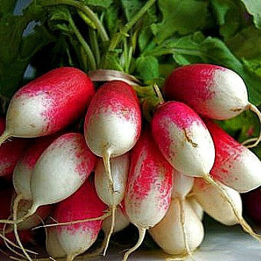 Rainbow Radish Mix  Five Fancy Colors