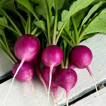 Rainbow Radish Mix  Five Fancy Colors