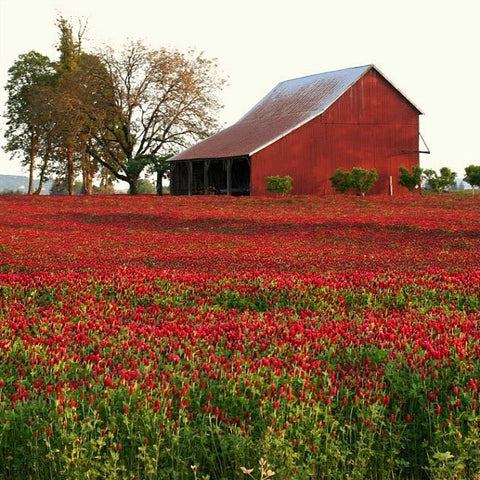 Crimson Clover - Trifolium incarnatum