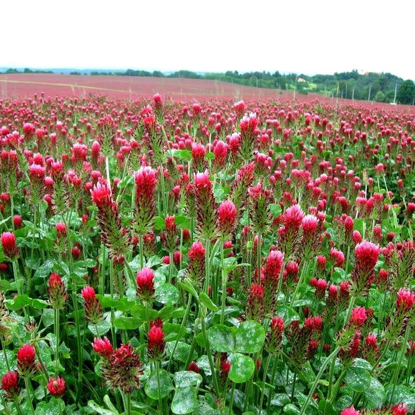 Crimson Clover - Trifolium incarnatum