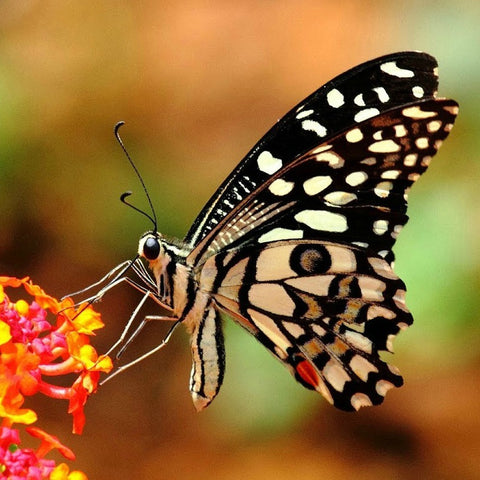 Butterfly Garden Collection - Six Species