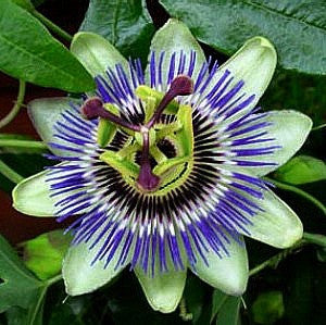 Butterfly Garden Collection - Five Species