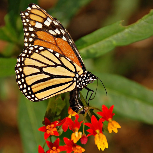 Butterfly Garden Collection - Five Species