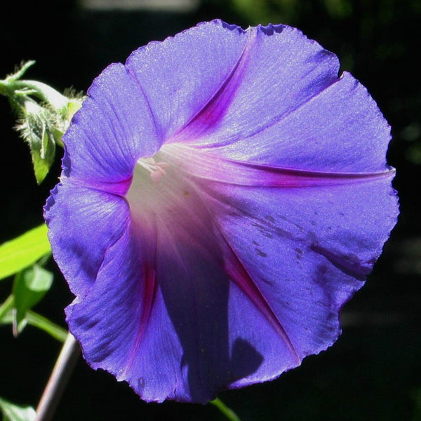 Butterfly Garden Collection - Five Species