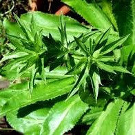 Eryngium foetidum  Carribean Culantro