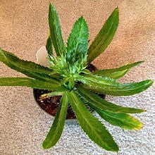 Eryngium foetidum  Carribean Culantro