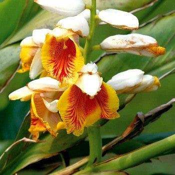 Alpinia katsumadai -  Katsumadai Ginger