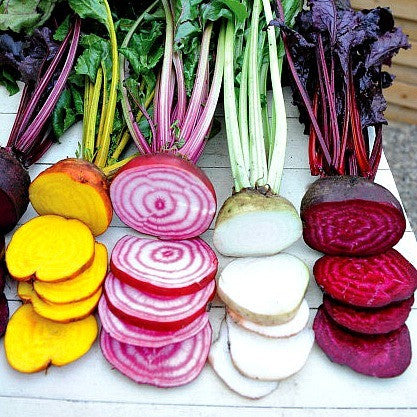Rainbow Beet Collection - Four Heirlooms