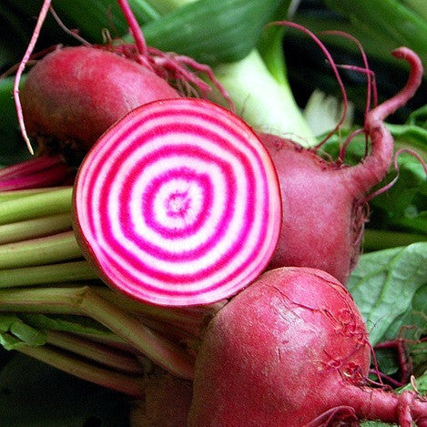 Rainbow Beet Collection - Four Heirlooms