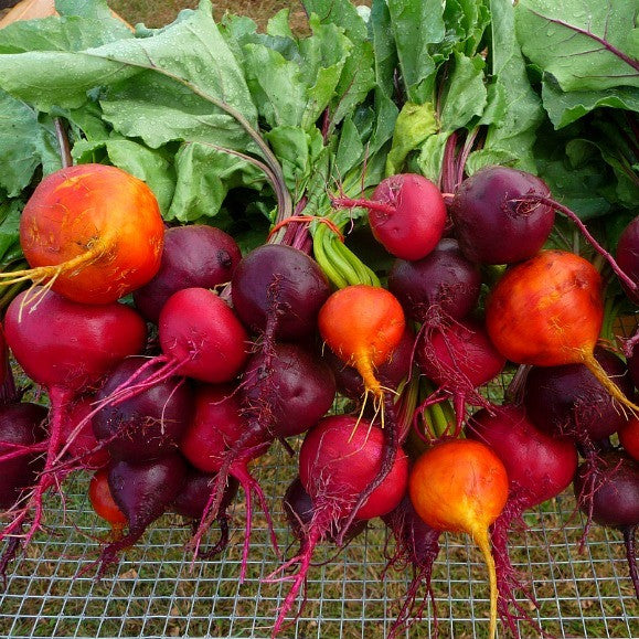 Rainbow Beet Collection - Four Heirlooms