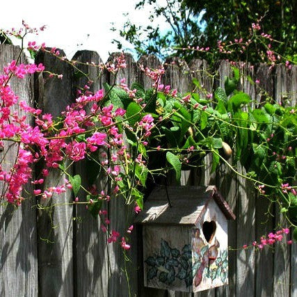 Antigonon leptopus - Coral Love Vine