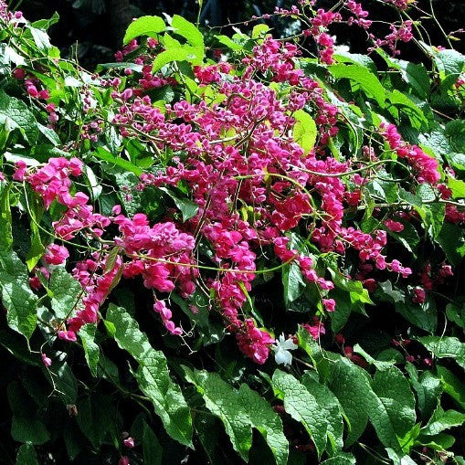 Antigonon leptopus - Coral Love Vine