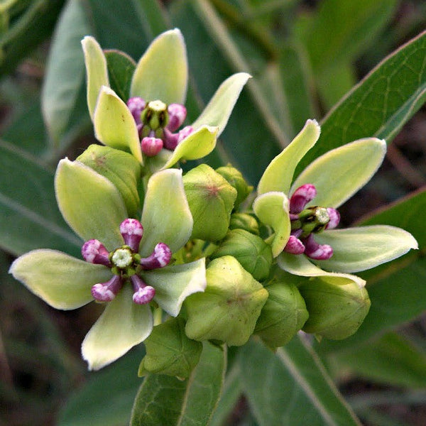 Asclepias viridis - Spider Milkweed