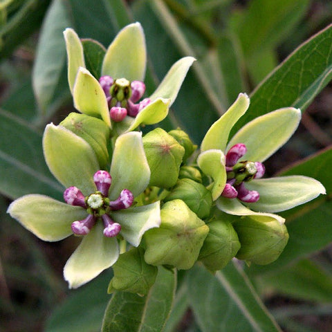 spider milkweed plant Asclepias viridis