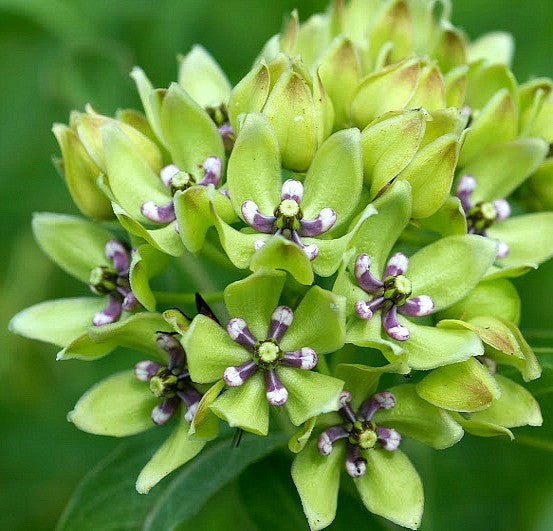 Asclepias viridis - Spider Milkweed