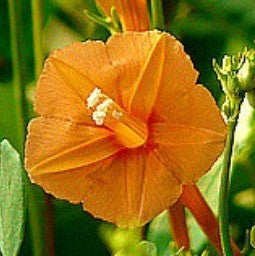 Ipomoea coccinea  Orange Noah