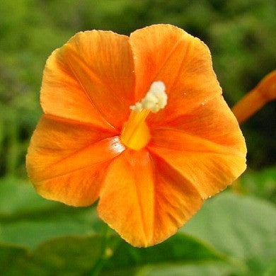 Ipomoea coccinea  Orange Noah