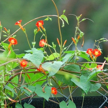 Ipomoea coccinea  Orange Noah
