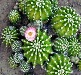 Cactus Gift Collection - Windowsill Garden Seeds