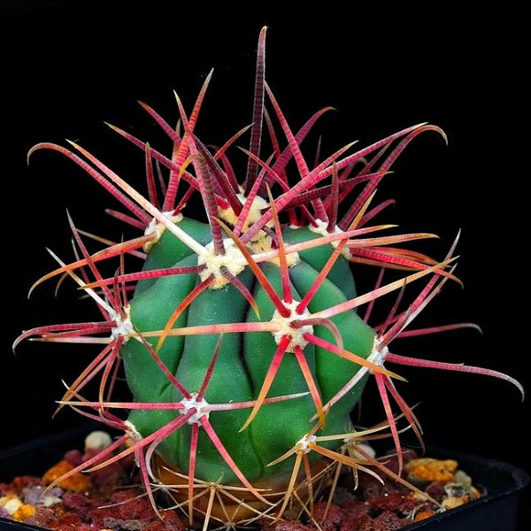 Ferocactus gracilis - Red Barrel Cactus