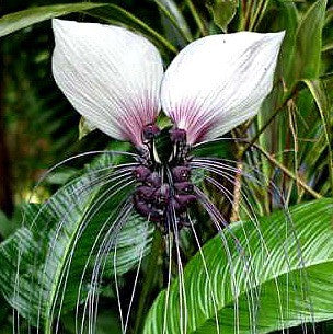 Tacca integrifolia   White Bat Flower