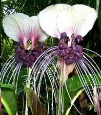 Tacca integrifolia   White Bat Flower