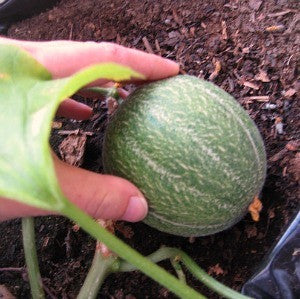 Minnesota Midget Melon - Cucumis melo