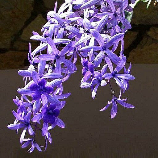 Petrea volubilis - Queen's Wreath