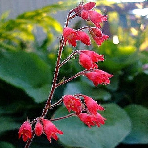 Heuchera sanguinea - Coral Bells