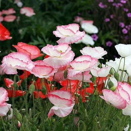 Papaver rhoeas - Pink Shirley Poppy Mix