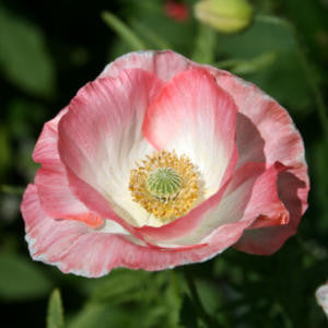 Papaver rhoeas - Pink Shirley Poppy Mix