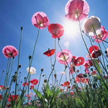 Papaver rhoeas - Pink Shirley Poppy Mix