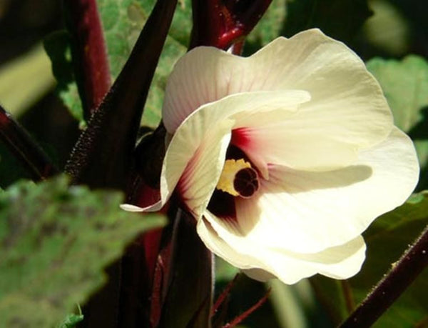 Red Velvet Okra - Southern Heirloom