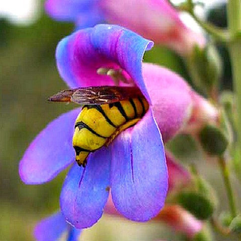 Penstemon strictus - Rocky Mountain Penstemon