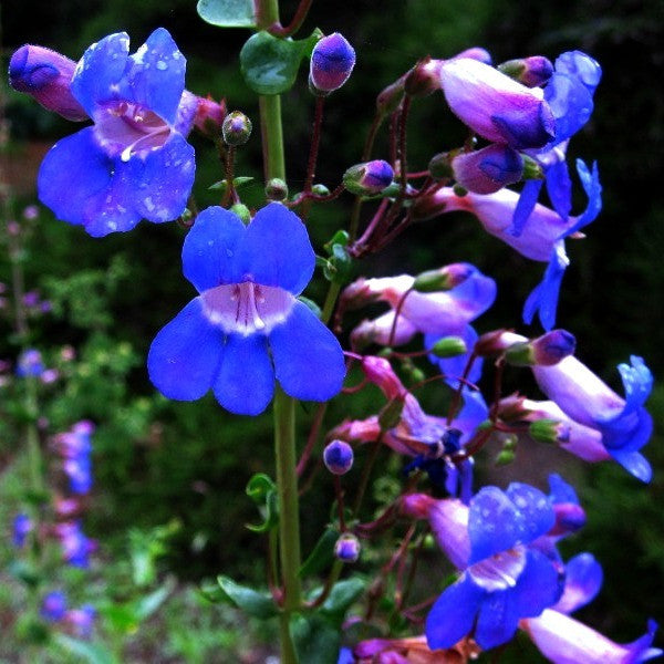 Rocky Mountain Penstemon - Penstemon strictus