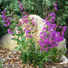 Rocky Mountain Penstemon - Penstemon strictus