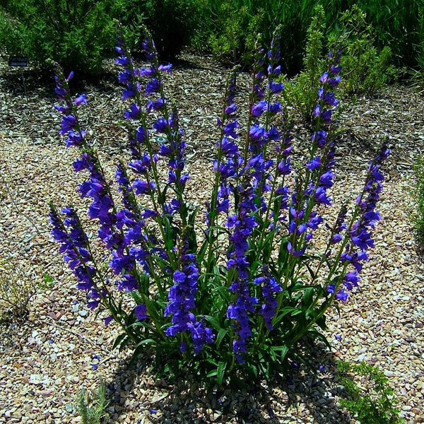 Rocky Mountain Penstemon - Penstemon strictus