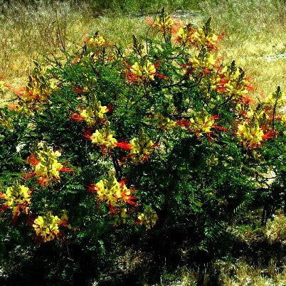 Caesalpinia gilliesii - Desert Bird of Paradise