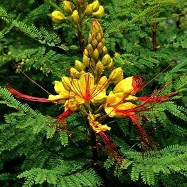 Caesalpinia gilliesii - Desert Bird of Paradise