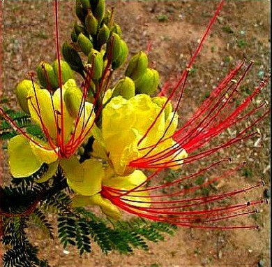 Caesalpinia gilliesii - Desert Bird of Paradise