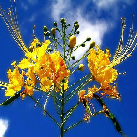 Caesalpinia mexicana - Mexican Bird of Paradise