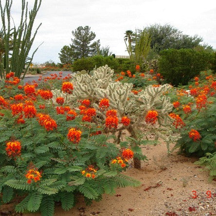 Caesalpinia pulcherrima - Red Bird of Paradise